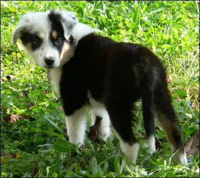 Est-ce un chien ou un chiot ?