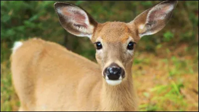 S'agit-il d'une biche ou d'un faon ?