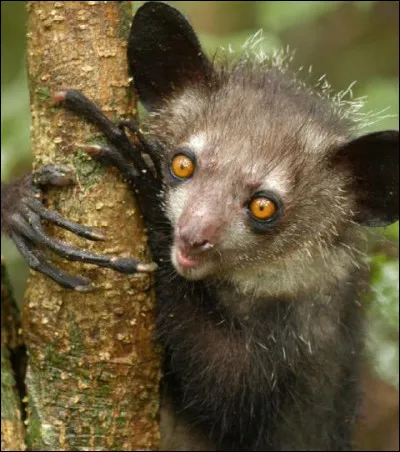 Quelle est l'alimentation du aye-aye ?
