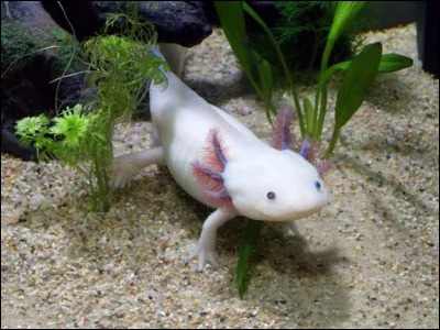 Laquelle de ces trois propositions est une caractéristique de l'axolotl, un étrange petit amphibien ?