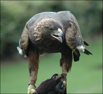 Comme le faucon pèlerin, le fameux aigle royal peut atteindre des pointes incroyables en piqué. Quelle vitesse peut-il atteindre ?