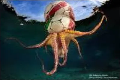 Pasquale Vassallo est un :