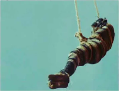 En 1951, quel film ethnographique de Jean Rouch a été tourné entièrement dans la falaise de Bandiagara ?