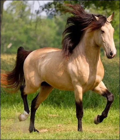 Quelle est la robe de ce cheval ?