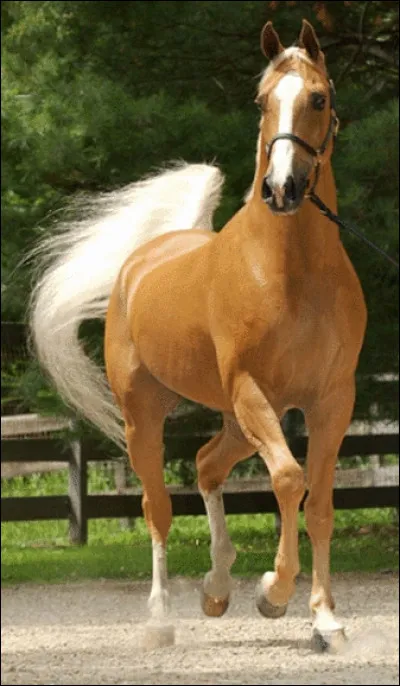 Quelle est la robe de ce cheval ?