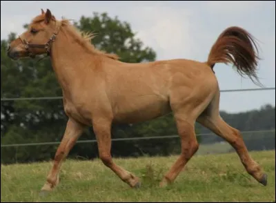 Quelle est la robe de ce cheval ?