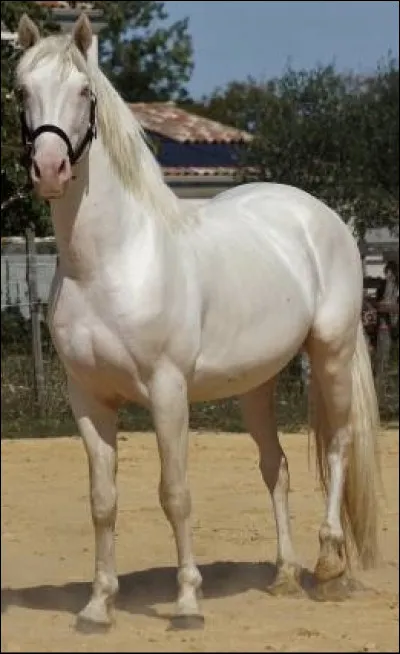 Quelle est la robe de ce cheval ?