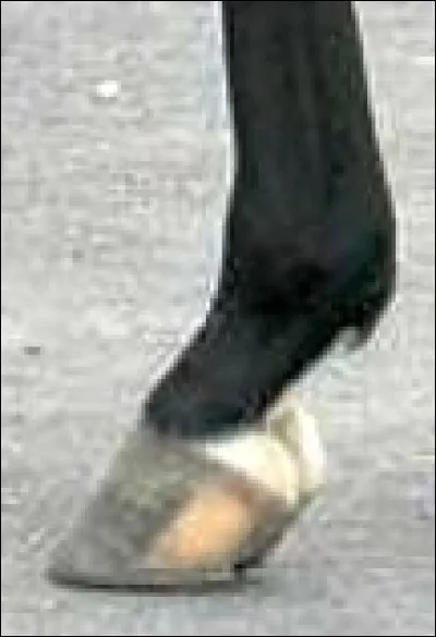 Quelle est la balzane de ce cheval ?