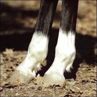 Quelle est la balzane de ce cheval ?