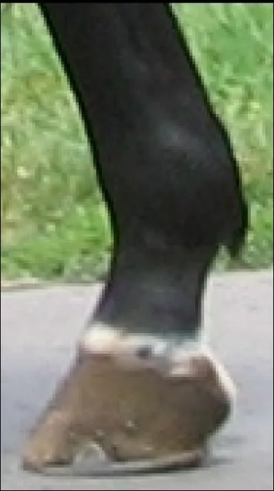 Quelle est la balzane de ce cheval ?