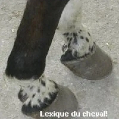 Quelle est la balzane de ce cheval ?