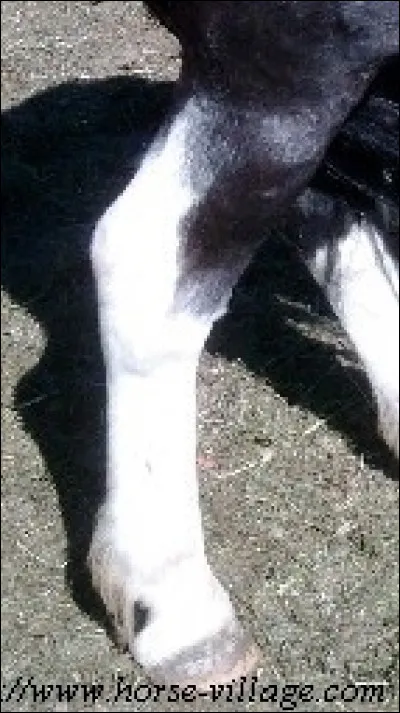 Quelle est la balzane de ce cheval ?