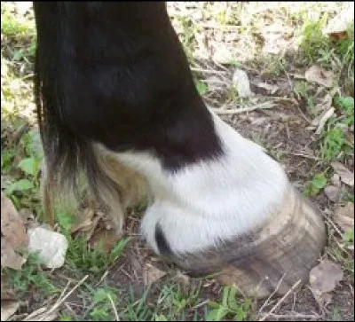 Quelle est la balzane de ce cheval ?