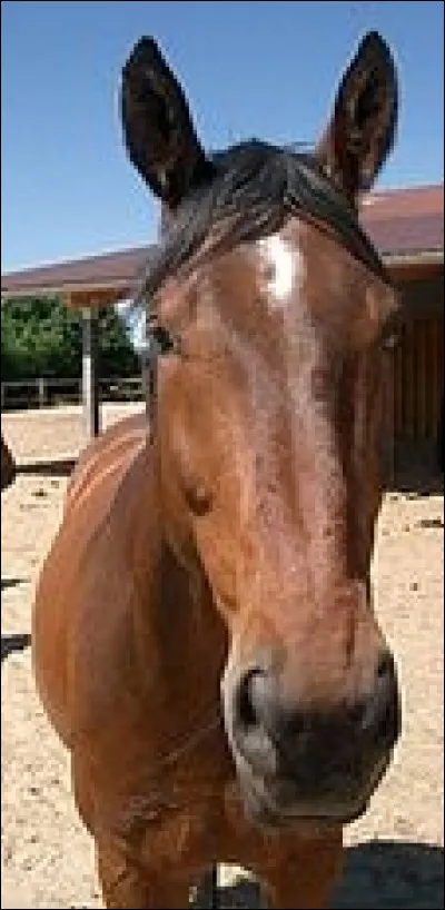 Quelle est la marque de tête de ce cheval ?