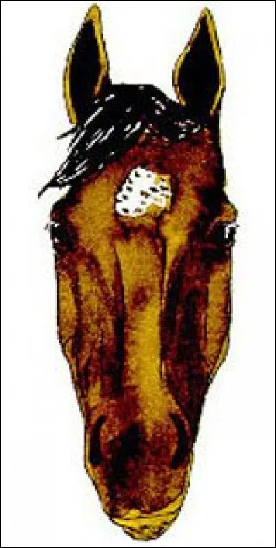 Quelle est la marque de tête de ce cheval ?