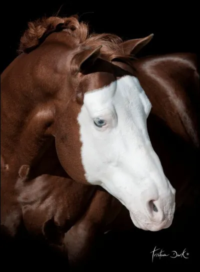 Quelle est la marque de tête de ce cheval ?