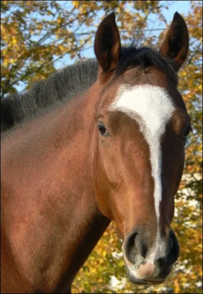 Quelle est la marque de tête de ce cheval ?