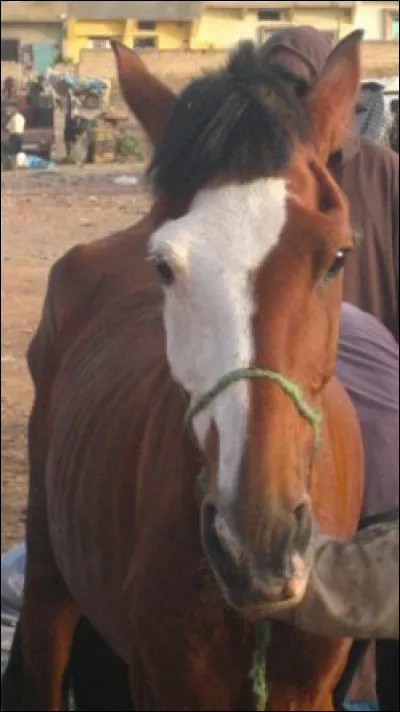 Quelle est la marque de tête de ce cheval ?