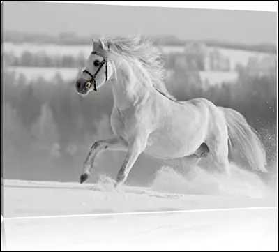 Quelle est la robe de ce cheval ?