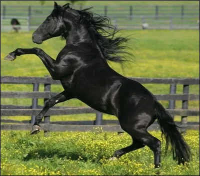 Quelle est la robe de ce cheval ?