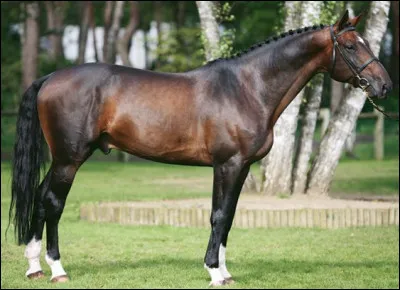 Quelle est la robe de ce cheval ?