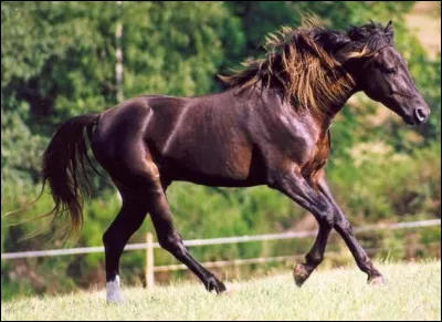 Quelle est la robe de ce cheval ?