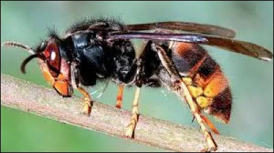 La bonne orthographe de cet insecte est 'frolon'.