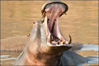 Quel est votre animal préféré ?