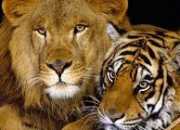 Quiz Tigre ou lion ?