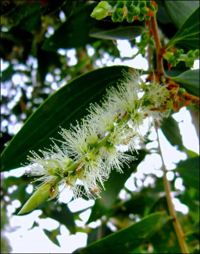 L'arbre à thé est un arbre originaire :
