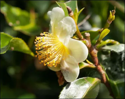 Le thé est préparé avec des feuilles séchées provenant du/de...