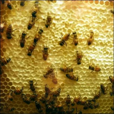 Comment s'appelle la pratique consistant à soigner avec les produits de la ruche ?