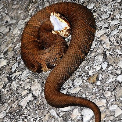 Quel mot désigne à la fois une chaussure et un serpent venimeux ?