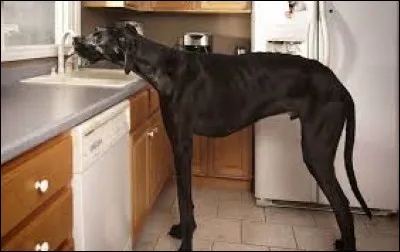 Quelle est la taille du plus grand chien du monde ?