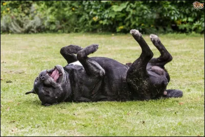 Pourquoi les chiens se roulent-ils dans la saleté ?