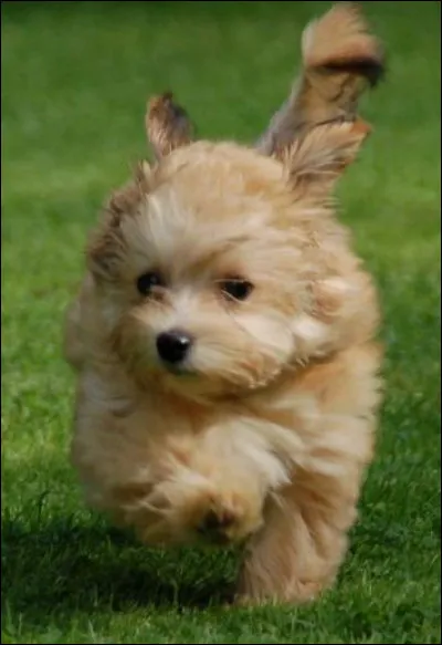 Quelle est cette race de chien ?