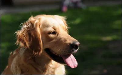 Pourquoi les chiens tirent-ils la langue ?