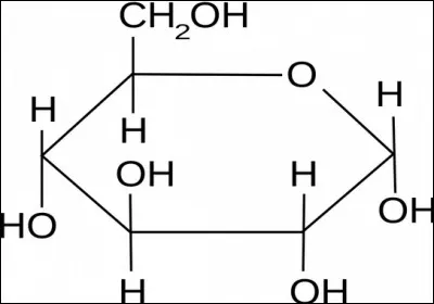 Les oses ont plusieurs rôles dans l'organisme, lesquels ?