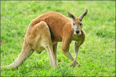 Quand on a que l'amour...