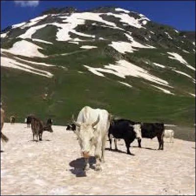 Le royaume de Géorgie fut créé au :