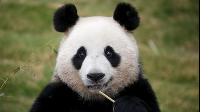 Le panda géant est un...