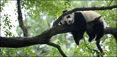Le panda géant est-il herbivore ?