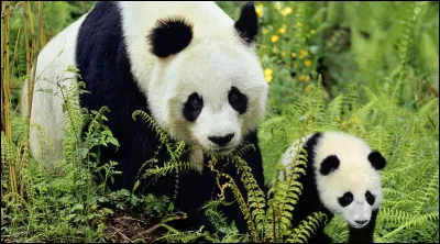 Combien de jours durent la gestation ?