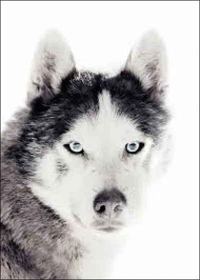 Quel est le chien sur l'image ?