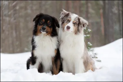 Quel est le chien sur l'image ?