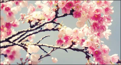 Cette branche fleurie fait partie du...