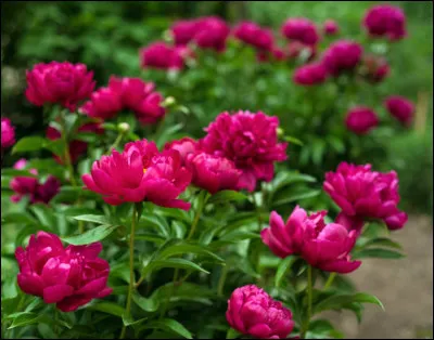 Quelles sont ces fleurs ?