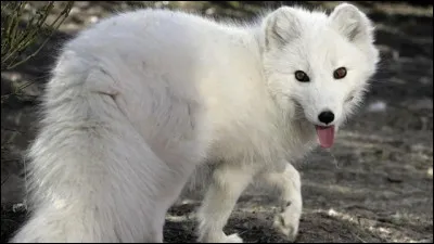 La renarde polaire pèse de...
