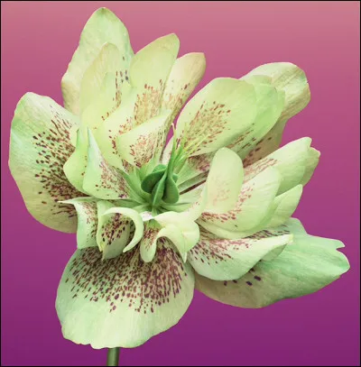 Quelle plante préfères-tu ?