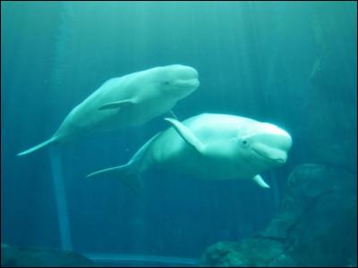 Le Béluga est une espèce de baleine polaire vivant dans les régions ... du globe.